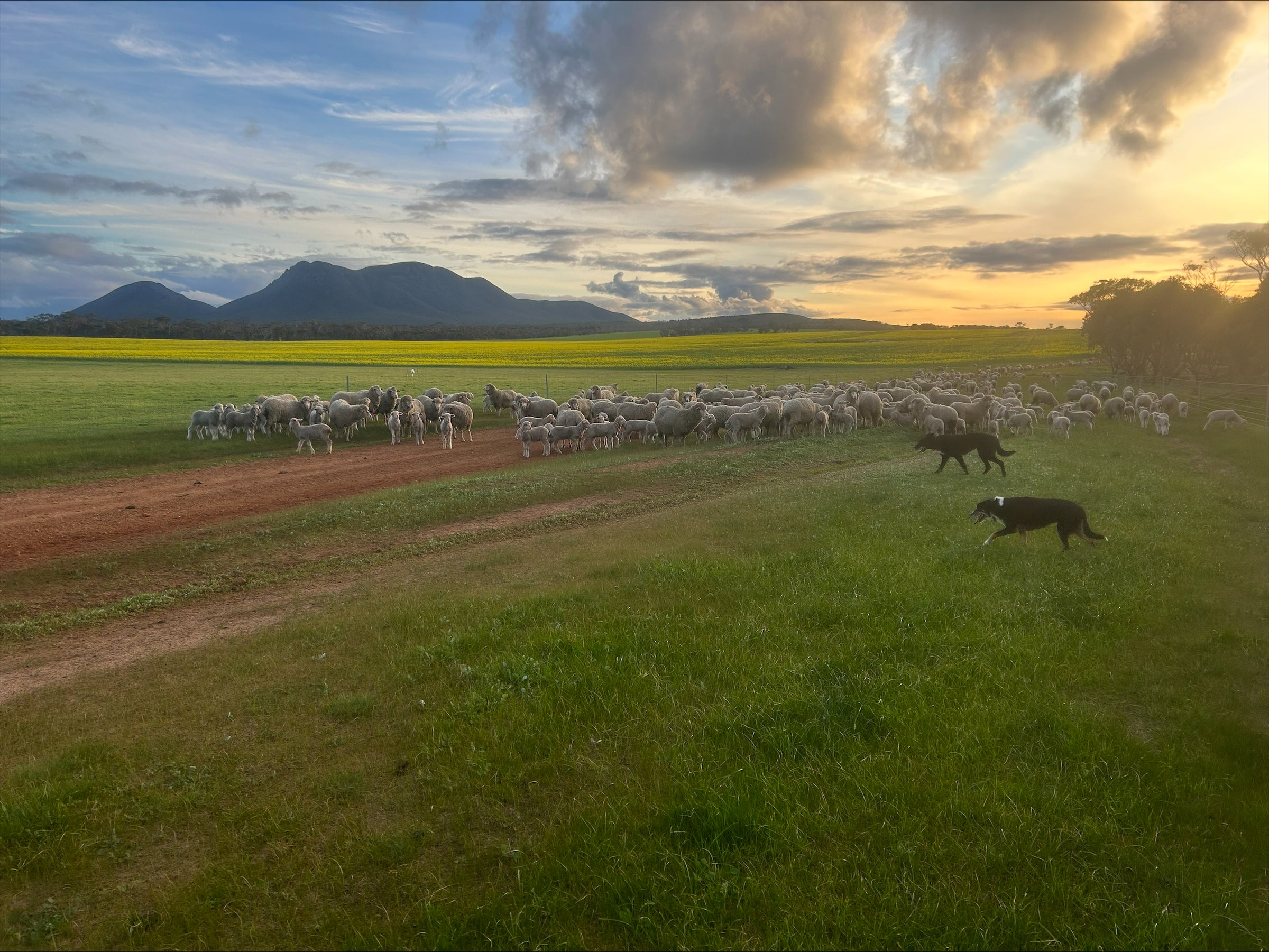 Dogs herding sheep in a grassy field