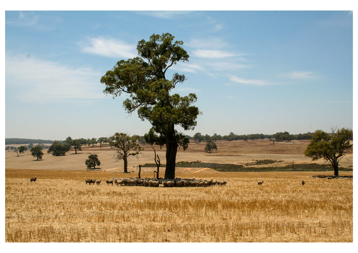 Sheep resting under a large tree